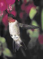 Kolibřík tříbarvý (Selasphorus platycerus)