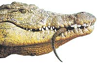 Krutí i něžní krokodýli