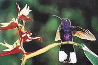 Kolibřík purpurový (Campylopterus hemileucurus)