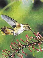 Mezi nejmenší patří i kolibřík světélkující (Selasphorus scintilla) - měří 6 - 7 cm. Ostatní kolibříci ho považují za hmyz, takže může beztrestně loupit nektar z jejich květů