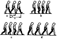 Schéma lidské chůze a) krok (1) a dvojkrok (2), b) přenos váhy na opornou nohu, c) švihová fáze kroku, d) přenos váhy oběma chodidly