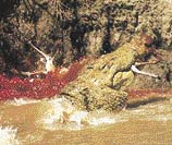 Krokodýlí čelisti neumožňují kousání kořisti - druhy, které loví tak velká zvířata, že je nemohou spolknout najednou (jako např. krokodýl nilský), porcují menší kořist tím způsobem, že s ní mlátí do stran. 