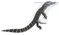 Aligátor severoamerický (Aligator mississippiensis)