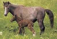 Brzy je mládě schopno následovat matku. Koně rodí zpravidla jediné, plně vyvinuté hříbě, březost trvá přibližně devět měsíců