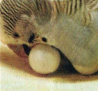 Samička andulky převrací vajíčko, v němž se vrtí líhnoucí se mládě