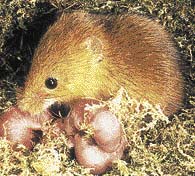 Drobní hlodavci, jako jsou myši či hraboši, rodí po krátké březosti jen málo vyvinutá mláďata. Ve vrhu jich proto může být hodně a populace rychle narůstá