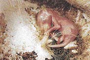 Novorozené mládě klokana vyšplhá do vaku, v němž se přisaje ke struku