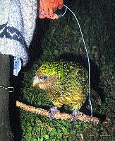 Kakapí mládě se nechá zvážit i se svou oblíbenou houpačkou