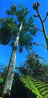 Podokarpus - strom, na jehož plodech závisí přežití papoušků