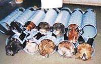 Zásilka dravců a sov zadržená v červnu 2000 na londýnském letišti Heathrow. Třetina ptáků nepřežila 