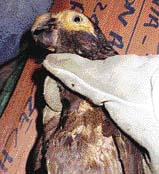 Jeden ze sta žaků šedých zadržených v zuboženém stavu na letišti v Ruzyni v únoru 2002