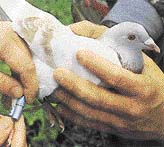 Švýcarská armáda využívala poštovní holuby ještě před několika lety. Zprávy se vkládaly do pouzder různých typů a velikostí