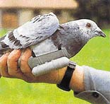 Švýcarská armáda využívala poštovní holuby ještě před několika lety. Zprávy se vkládaly do pouzder různých typů a velikostí