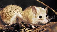 Myš sinajská (Acomys dimidiatus) patří také mezi tzv. bodlinaté myši
