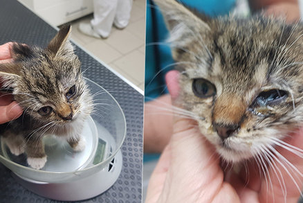 Strážník z Hradce nechal nemocné kotě na pospas osudu: Milovníci zvířat zuří, kolegové ho brání
