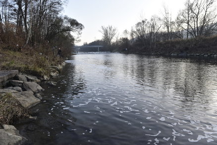 Do řeky Bečvy už zase unikla neznámá látka. Na místě jsou mrtvé ryby, pěna ale chybí