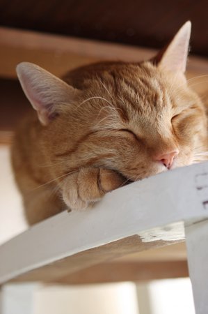 Kočky dokáží prospat 16 hodin denně.
