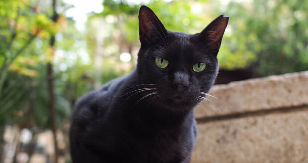 černá kočička drsná