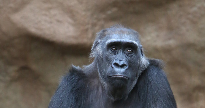 Veliký smutek v pražské zoo! Umřela gorilí máma Bikira (†26), poranila si žaludek