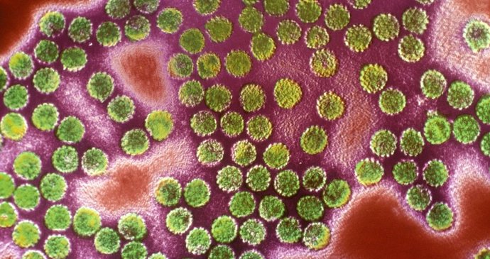 Hpv virus rakovina - Comprimat de vierme cu o singură doză