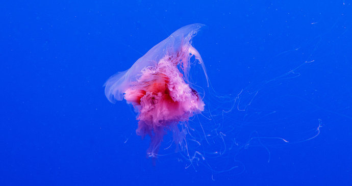 Nebezpečí číhající u pobřeží Chorvatska: Na Jadranu zpozorovali nebezpečné medúzy!
