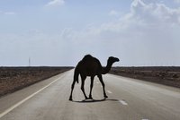 Masový odstřel korábů pouště: V Austrálii zlikvidovali 5 tisíc velbloudů!