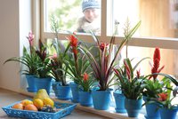 Jak pěstovat bromélie v bytě, aby kvetly a dobře rostly