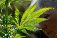 Německo bude pěstovat marihuanu pro lékařské účely. Poprvé sklidí do dvou let