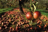 Českých jablek bude málo. Jarní mráz zničil ovoce za 100 milionů
