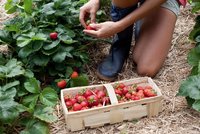 Vyražte za sladkým pochutnáním: Farmáři nabízí levně samosběr jahod