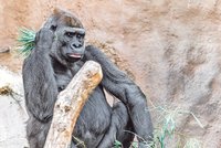 Veliký smutek v pražské zoo! Zemřela gorilí máma Bikira (†26), poranila si žaludek