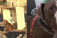 Stačilo trochu lásky: Opuštěného pitbulla zachránili od smrti na smetišti! Zázrakem se uzdravil