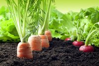 4 tipy pro úrodu zeleniny: Do jaké půdy ji zasadit a jaké druhy si rozumí?