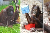 Zoo Dvůr Králové nad Labem slaví úspěch: Nejkrásnější na světě je orangutanka Tessa!