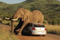 FOTO DNE: Když se drbe slon, kola z auta lítají!
