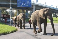 Do Děčína se vrátili sloni: Usadili se u rybníka