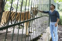 Osmany Laffita: Panika kvůli nádoru! O utracení tygra nechce ani slyšet