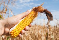 Češi o geneticky upravenou kukuřici nestojí. Ale to se má změnit, říká ministerstvo