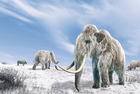 Jako v Jurském parku? Vědci vzkřísí mamuty, první se má „narodit“ do 2 let