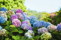 Pěstujeme hortenzie: Jak o ně pečovat, aby bohatě kvetly, a jak je namnožit