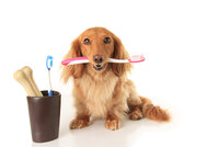 Čistěte psovi zuby, ušetříte tisíce za veterináře