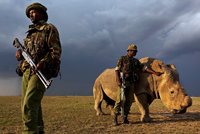 Strážci parků kříží cesty pytlákům. Zabitých nosorožců je nejméně za poslední roky