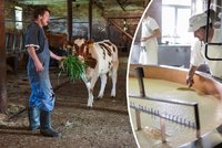 Jurečkovo záchranné osmero pro zemědělce: Menší daň na mléko a více zelené nafty
