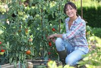 Jak mít bohatou úrodu rajčat? Nezapomeňte vylamovat výhonky!