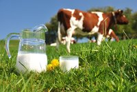 Zemědělci se topí v mléku. Pomůže jim Jurečka a stamiliony od státu