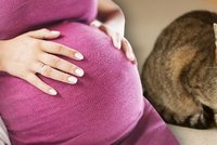 Od kočičího trusu až k potratu. Toxoplazmózou může trpět až čtvrtina populace