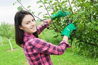Srpen na zahradě: Vysázejte nové jahodníky, prořežte stromy a pohnojte trávník