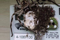 Obrovský pavouk a jeho sto potomků na elektroměru vyděsili domácího
