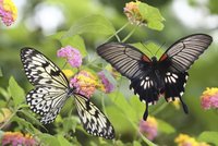 Exotičtí krasavci v Praze: Motýli se v botanické zahradě líhnou přímo před zraky lidí