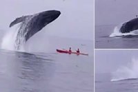 Kajakáře málem rozplácla velryba, smrti unikli jen o ploutev